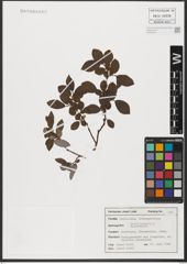 Foto von Salix hastata L.